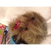 image:imagePucci Pups in trendy carrier